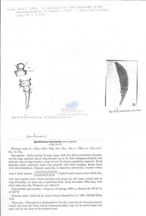 Desmolorenzenia longicauda