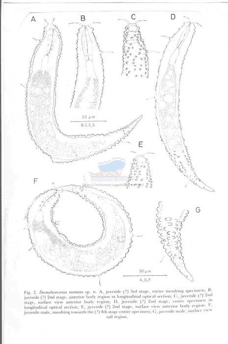 Desmoscolex (Desmolorenzenia) montana