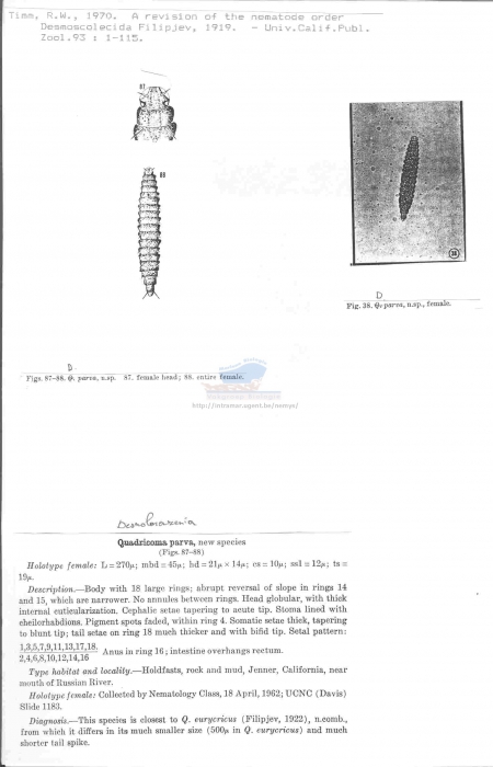 Desmolorenzenia parva