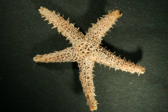 Urasterias lincki Urasterias lincki