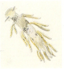 Tenellia adspersa (Nordmann, 1844)