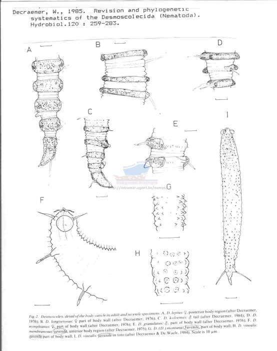 Desmoscolecidae