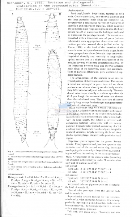 Desmoscolex (Protricomoides)