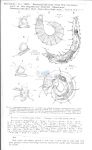 Desmoscolex complexus