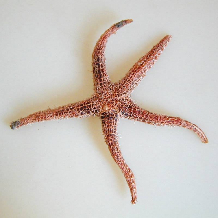 Urasterias lincki Urasterias lincki