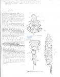 Nematode file-library of the Marine Biology Section (Ghent University, Belgium)