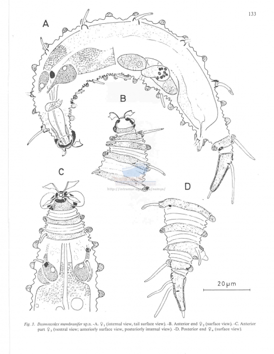 Desmoscolex membranifer