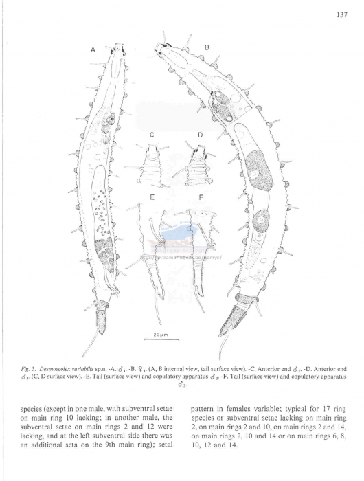 Desmoscolex variabilis