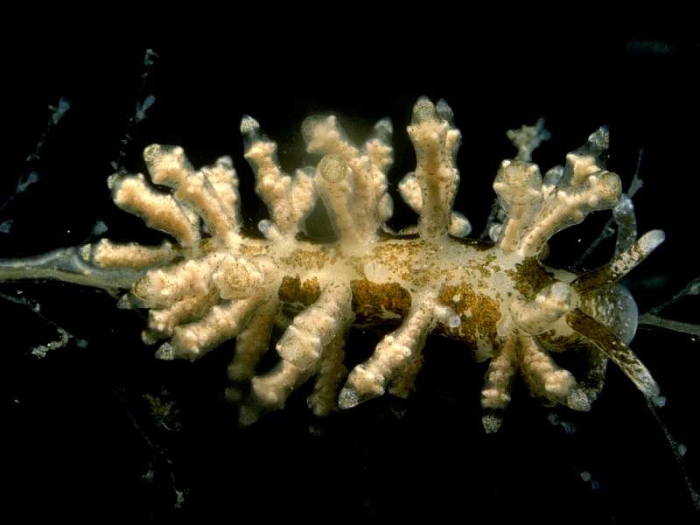 Eubranchus doriae (Trinchese, 1874) Eubranchus doriae (Trinchese, 1874)