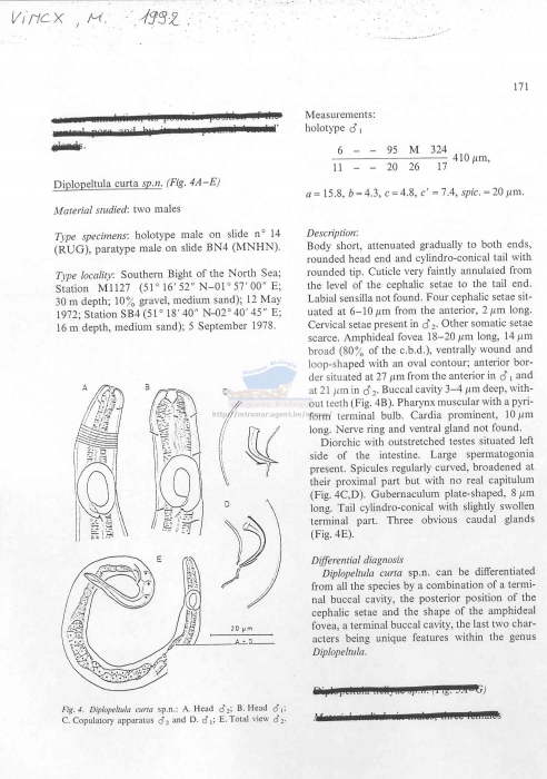 Diplopeltula curta