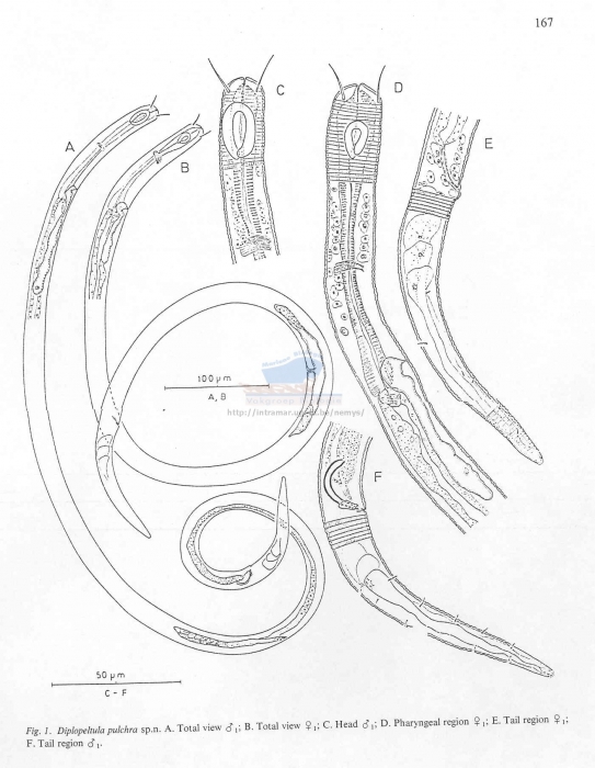 Diplopeltula pulchra