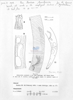 Diplopeltula sundensis