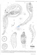 Dracograllus antillensis