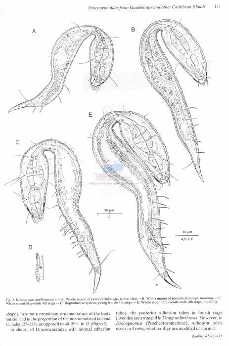 Dracograllus antillensis