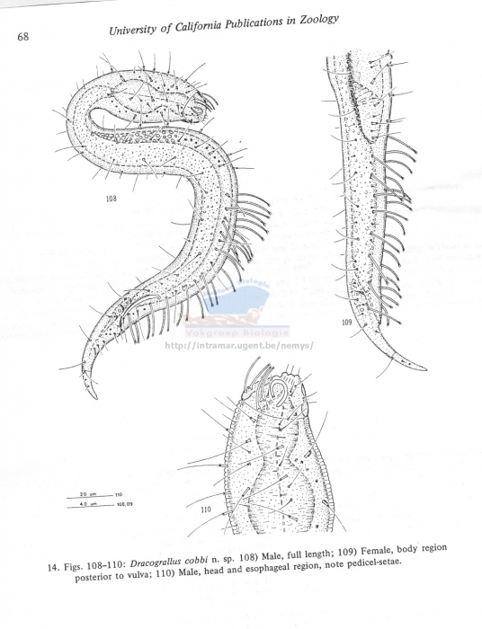 Dracograllus cobbi