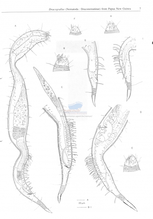 Dracograllus cornutus