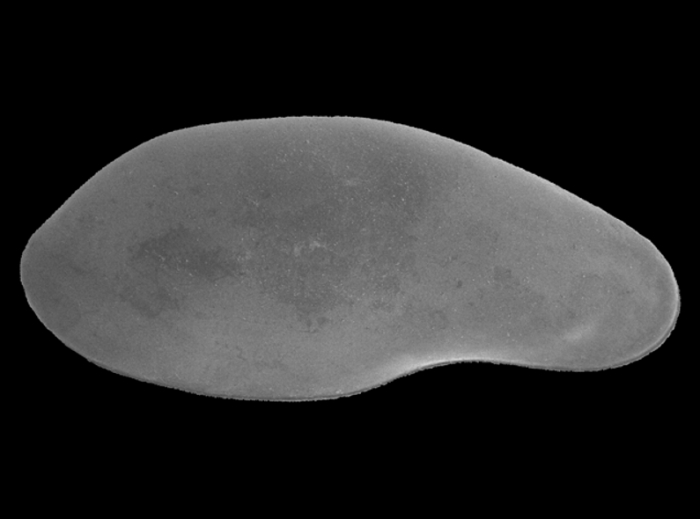 Ostracoda