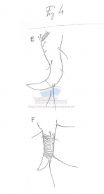 Dracograllus demani