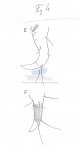 Nematode file-library of the Marine Biology Section (Ghent University, Belgium)