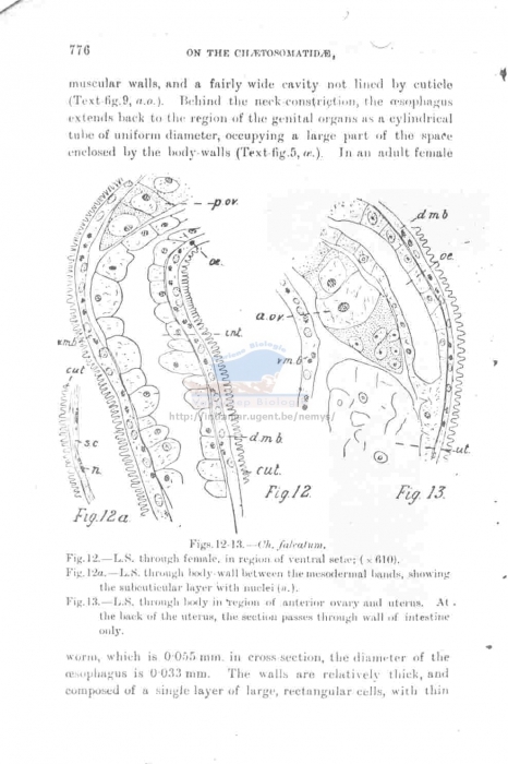 Dracograllus falcatum