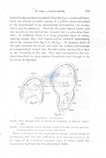 Dracograllus falcatum