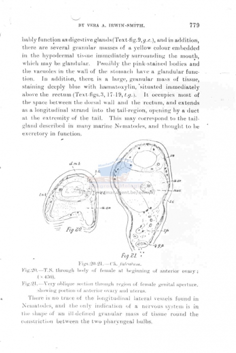 Dracograllus falcatum