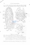 Dracograllus falcatum