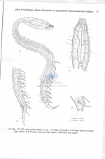 Dracograllus filipjevi