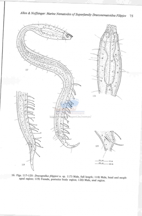 Dracograllus filipjevi