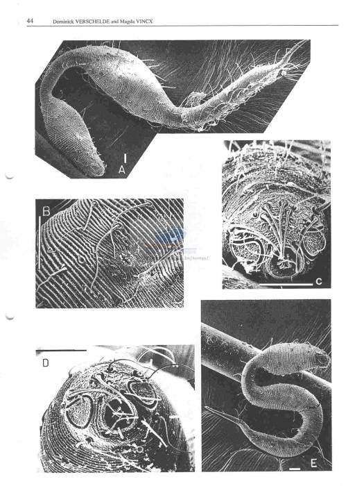 Dracograllus gilbertae