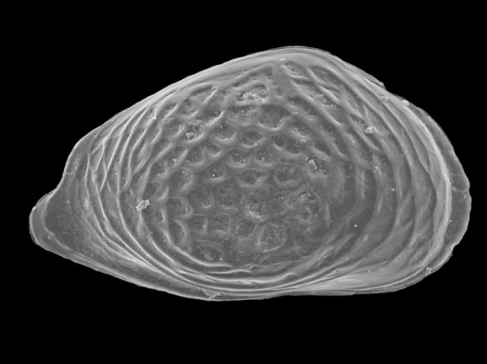 Cytheroidea Cytheroidea