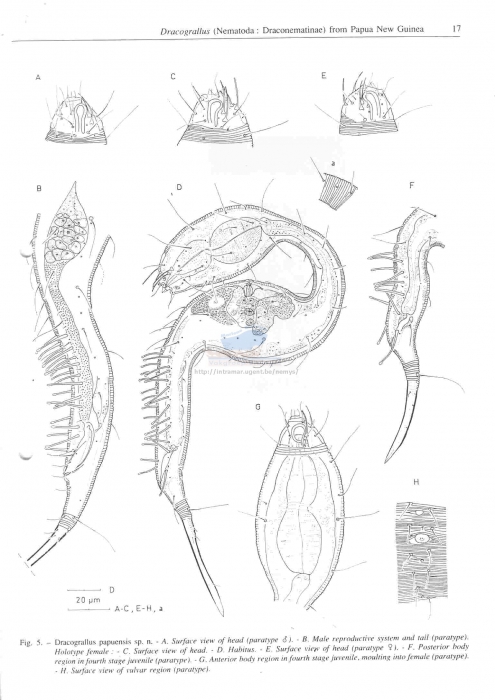 Dracograllus papuensis