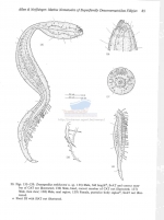 Dracograllus stekhoveni