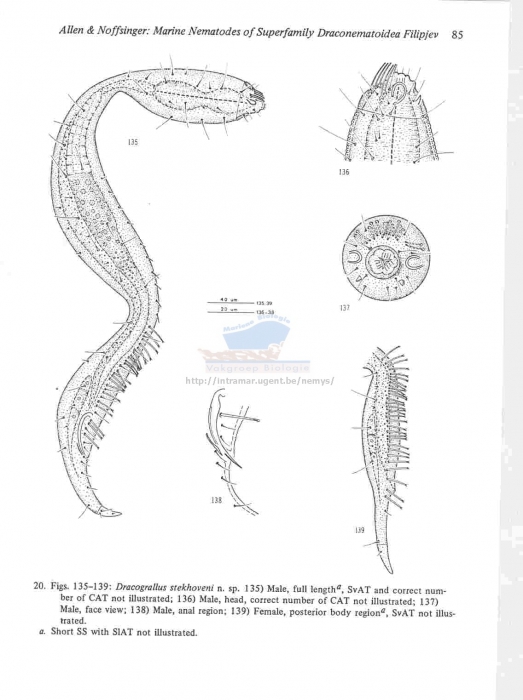 Dracograllus stekhoveni