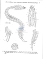 Nematoda (roundworms)