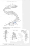 Dracograllus trispinosum