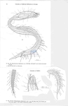 Nematode file-library of the Marine Biology Section (Ghent University, Belgium)