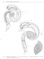 Dracognomus dermatoglyphus