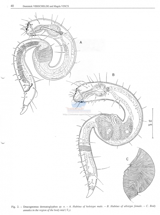 Dracognomus dermatoglyphus