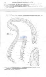 Dracognomus marioni