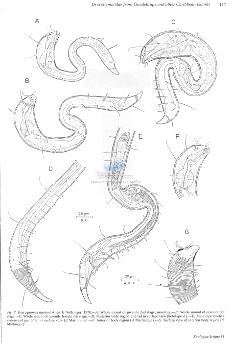 Dracognomus marioni