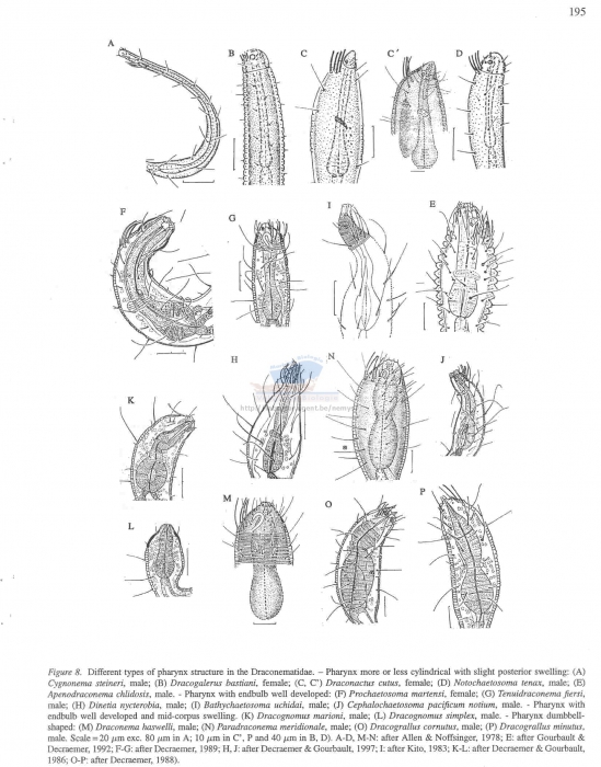 Draconematidae