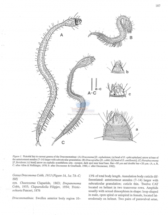 marine roundworms