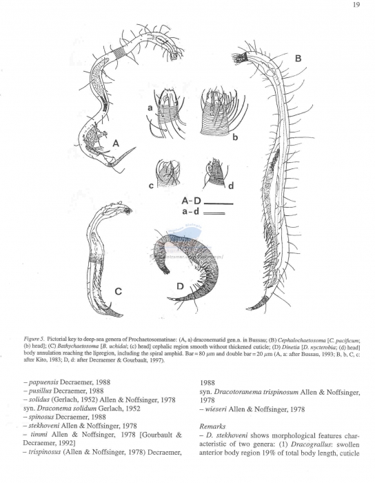 Draconematidae