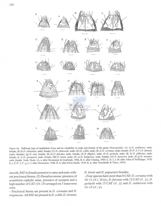 Draconematidae