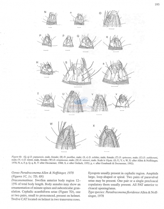 Draconematidae