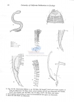 Draconema chilense