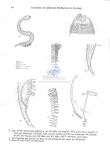 Draconema chilense