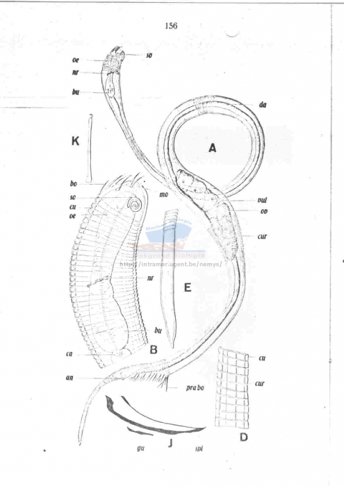 Drepanonema meridionalis