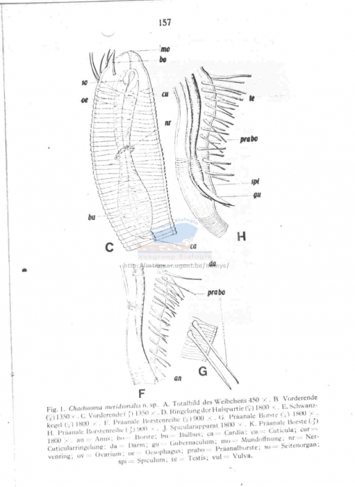 Drepanonema meridionalis